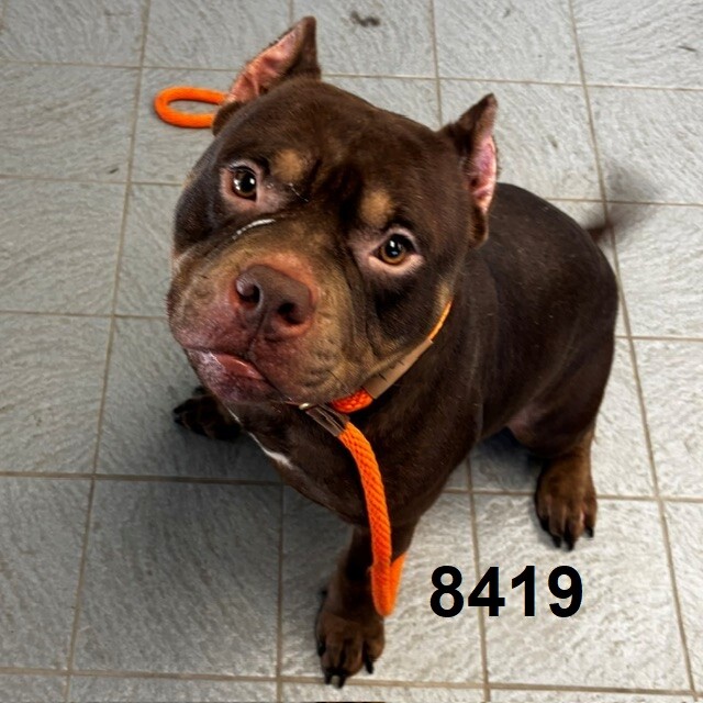 Shelter Stray Male Dog last seen Near W Broadway, Minneapolis, MN 55428, USA, 11350 89th Ave N, Maple Grove, MN 55369, USA