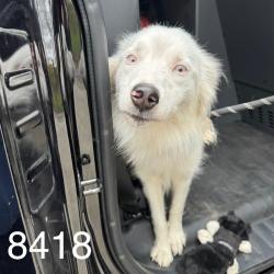 Shelter Stray Female Dog last seen Near Morgan Ave N, Brooklyn Center, MN 55430, USA, 11350 89th Ave N, Maple Grove, MN 55369, USA