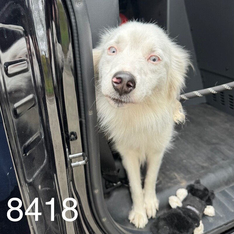 Shelter Stray Female Dog last seen Near Morgan Ave N, Brooklyn Center, MN 55430, USA, 11350 89th Ave N, Maple Grove, MN 55369, USA