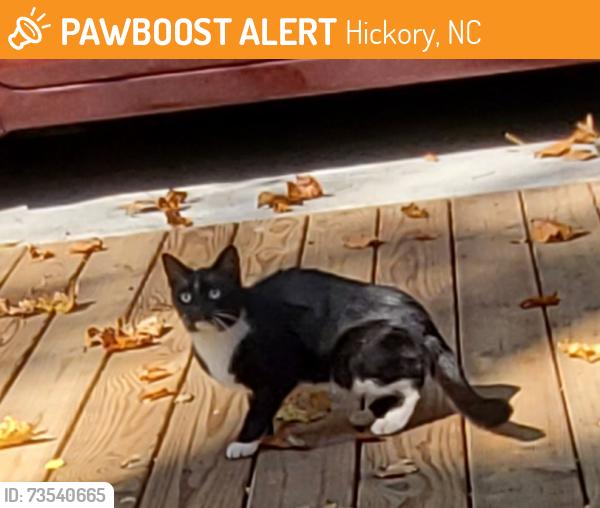 Found/Stray Unknown Cat last seen Zion Church Rd near Brickfield ests, Hickory, NC 28602