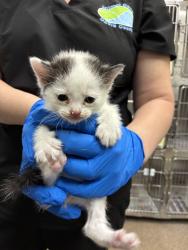Shelter Stray Male Cat last seen Near W 75 S, Clearfield, UT 84015, USA, 1422 E 600 N, Fruit Heights, UT 84037, USA