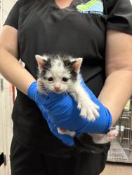 Shelter Stray Male Cat last seen Near W 75 S, Clearfield, UT 84015, USA, 1422 E 600 N, Fruit Heights, UT 84037, USA