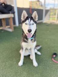 Shelter Stray Female Dog last seen S 4500 W, West Point, UT, USA, 1422 E 600 N, Fruit Heights, UT 84037, USA