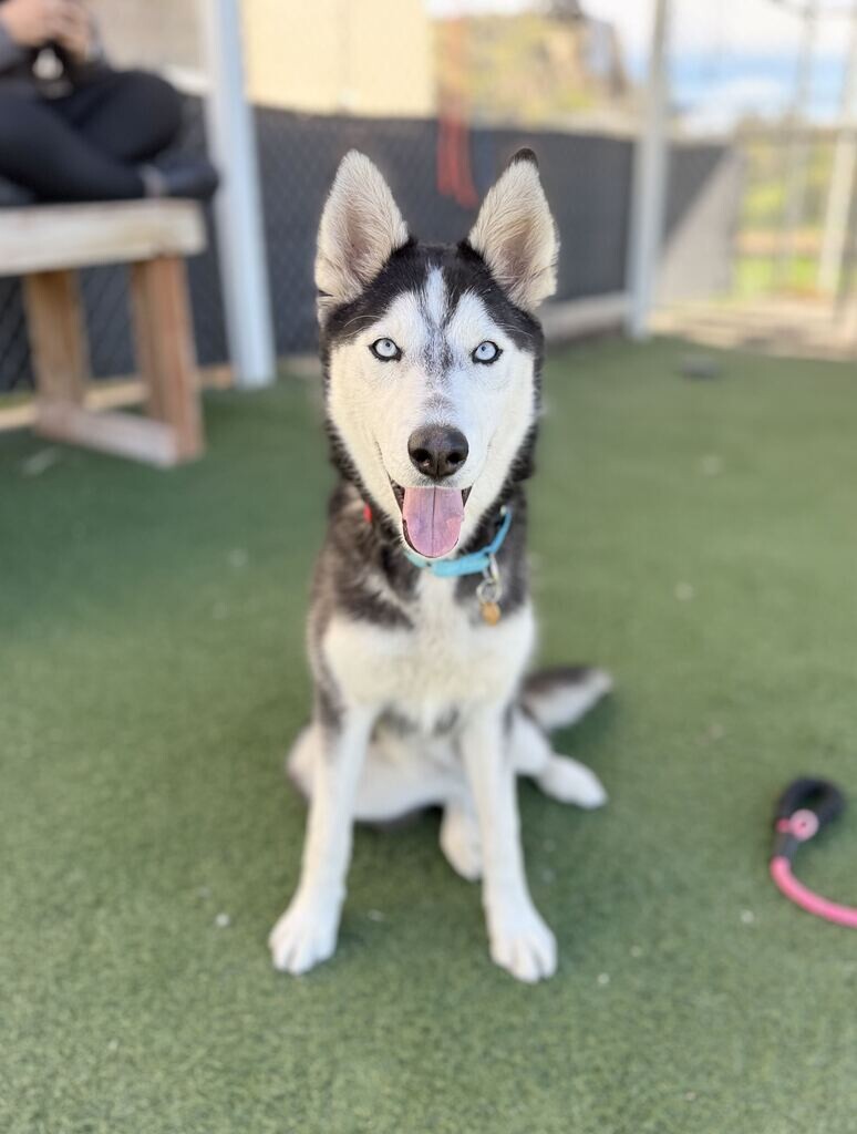 Shelter Stray Female Dog last seen S 4500 W, West Point, UT, USA, 1422 E 600 N, Fruit Heights, UT 84037, USA