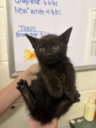 Shelter Stray Male Cat last seen Near S Main St, Layton, UT 84041, USA, 1422 E 600 N, Fruit Heights, UT 84037, USA