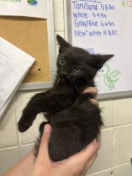 Shelter Stray Male Cat last seen Near S Main St, Layton, UT 84041, USA, 1422 E 600 N, Fruit Heights, UT 84037, USA