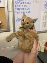 Shelter Stray Male Cat last seen Near S Main St, Layton, UT 84041, USA, 1422 E 600 N, Fruit Heights, UT 84037, USA