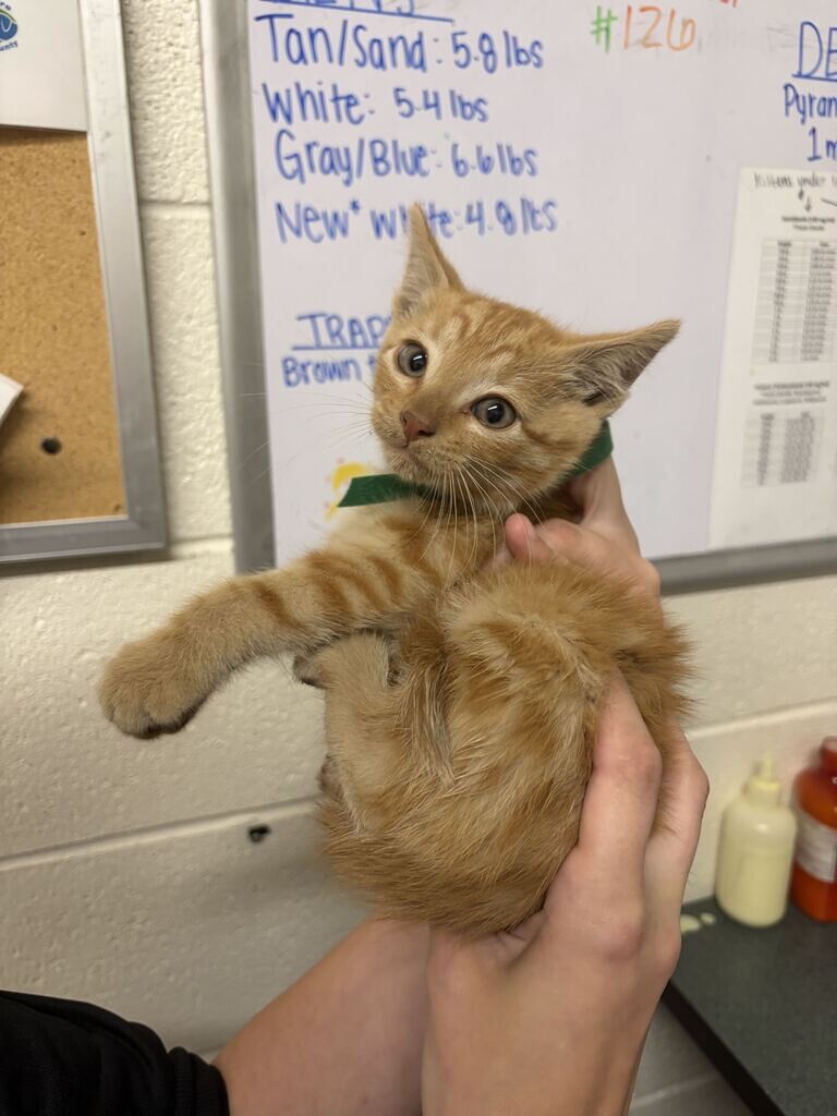 Shelter Stray Male Cat last seen Near S Main St, Layton, UT 84041, USA, 1422 E 600 N, Fruit Heights, UT 84037, USA