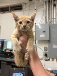 Shelter Stray Male Cat last seen Near S Main St, Layton, UT 84041, USA, 1422 E 600 N, Fruit Heights, UT 84037, USA