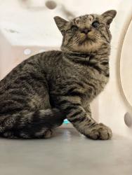 Shelter Stray Male Cat last seen Near N 1575 E, Layton, UT 84040, USA, 1422 E 600 N, Fruit Heights, UT 84037, USA