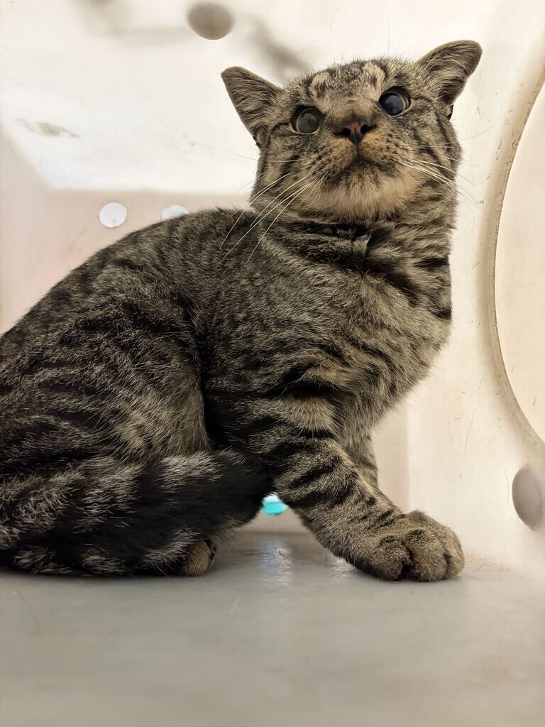 Shelter Stray Male Cat last seen Near N 1575 E, Layton, UT 84040, USA, 1422 E 600 N, Fruit Heights, UT 84037, USA