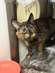 Shelter Stray Female Cat last seen Near W 1100 N, North Salt Lake, UT 84054, USA, 1422 E 600 N, Fruit Heights, UT 84037, USA