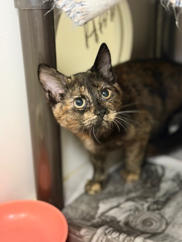 Shelter Stray Female Cat last seen Near W 1100 N, North Salt Lake, UT 84054, USA, 1422 E 600 N, Fruit Heights, UT 84037, USA