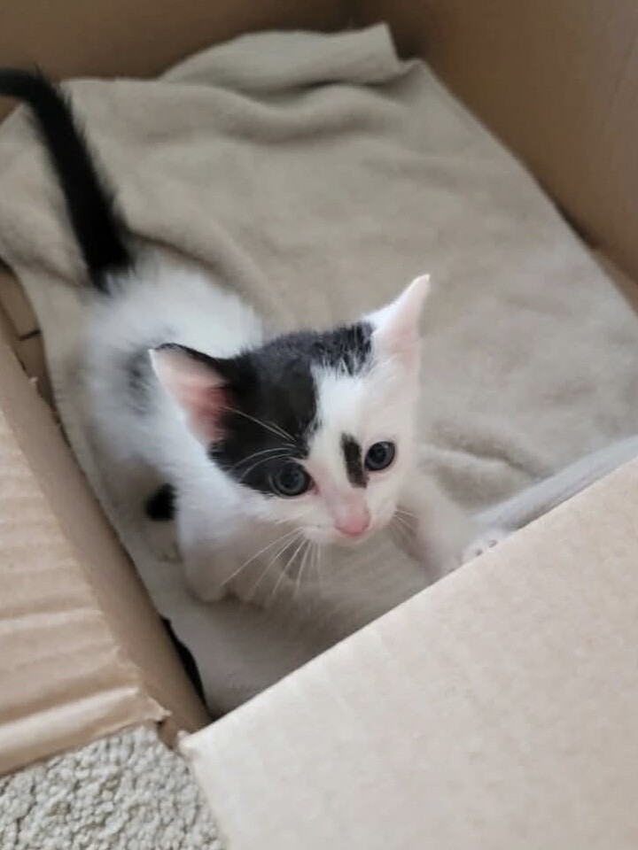 Shelter Stray Female Cat last seen Near N 40 E, Farmington, UT 84025, USA, 1422 E 600 N, Fruit Heights, UT 84037, USA