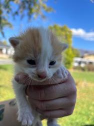 Shelter Stray Male Cat last seen Near Weaver Ln, Layton, UT 84041, USA, 1422 E 600 N, Fruit Heights, UT 84037, USA