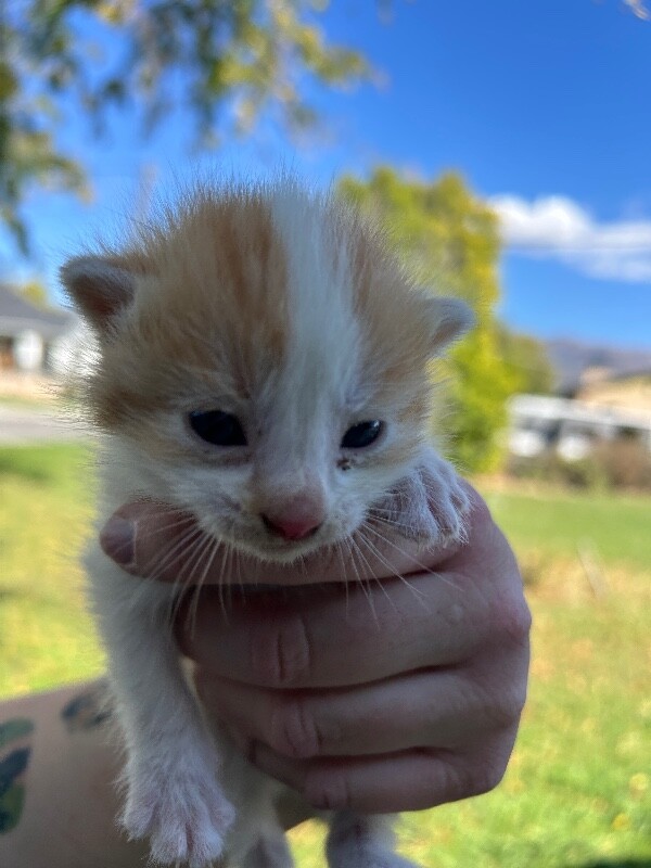Shelter Stray Male Cat last seen Near Weaver Ln, Layton, UT 84041, USA, 1422 E 600 N, Fruit Heights, UT 84037, USA