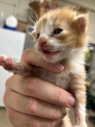 Shelter Stray Male Cat last seen Near Weaver Ln, Layton, UT 84041, USA, 1422 E 600 N, Fruit Heights, UT 84037, USA
