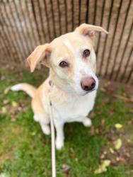 Shelter Stray Female Dog last seen US-89, Bountiful, UT, USA, 1422 E 600 N, Fruit Heights, UT 84037, USA