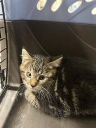 Shelter Stray Male Cat last seen Near E 475 N, North Salt Lake, UT 84054, USA, 1422 E 600 N, Fruit Heights, UT 84037, USA