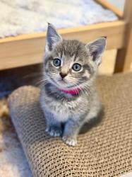 Shelter Stray Female Cat last seen Near S 1025 W, Syracuse, UT 84075, USA, 1422 E 600 N, Fruit Heights, UT 84037, USA