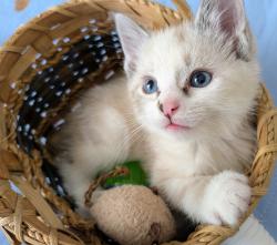 Shelter Stray Female Cat last seen Near Chelemes Way, Clearfield, UT 84015, USA, 1422 E 600 N, Fruit Heights, UT 84037, USA