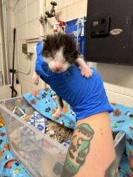 Shelter Stray Male Cat last seen Layton, UT, USA, 1422 E 600 N, Fruit Heights, UT 84037, USA