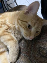 Lost Male Cat last seen FDNY Engine 81 & Ladder 46, Bailey Ave, Heath Ave, The Bronx, NY 10463