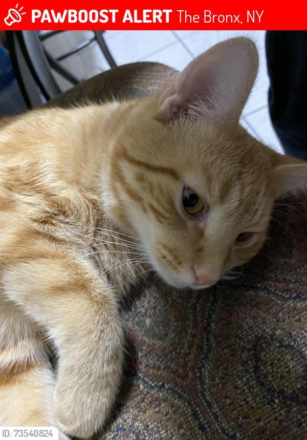 Lost Male Cat last seen FDNY Engine 81 & Ladder 46, Bailey Ave, Heath Ave, The Bronx, NY 10463