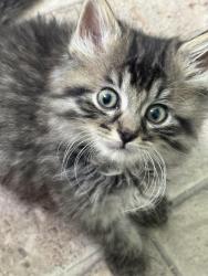 Shelter Stray Female Cat last seen Near W 300 N, Clearfield, UT 84015, USA, 1422 E 600 N, Fruit Heights, UT 84037, USA