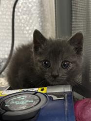 Shelter Stray Male Cat last seen Near S 175 E, Clearfield, UT 84015, USA, 1422 E 600 N, Fruit Heights, UT 84037, USA