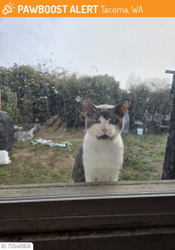 Found/Stray Male Cat last seen Arizona and California, Tacoma, WA 98409
