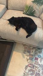 Lost Male Cat last seen Toms River loop, Dumfries, VA 22026