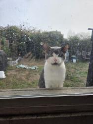 Found/Stray Male Cat last seen Arizona and California, Tacoma, WA 98409