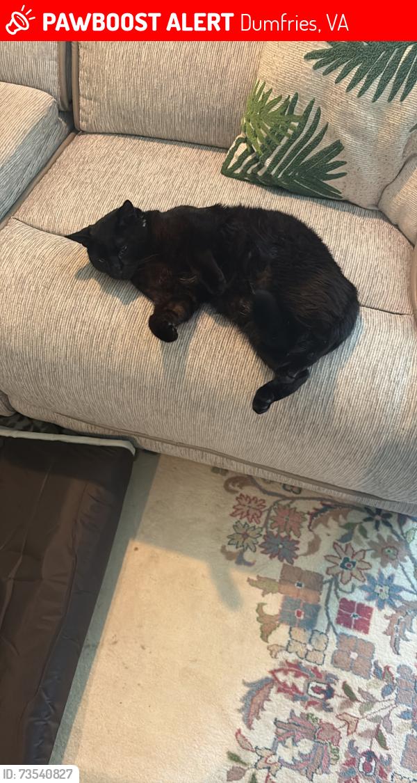 Lost Male Cat last seen Toms River loop, Dumfries, VA 22026
