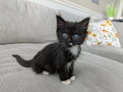 Shelter Stray Female Cat last seen Near W 300 N, Clearfield, UT 84015, USA, 1422 E 600 N, Fruit Heights, UT 84037, USA