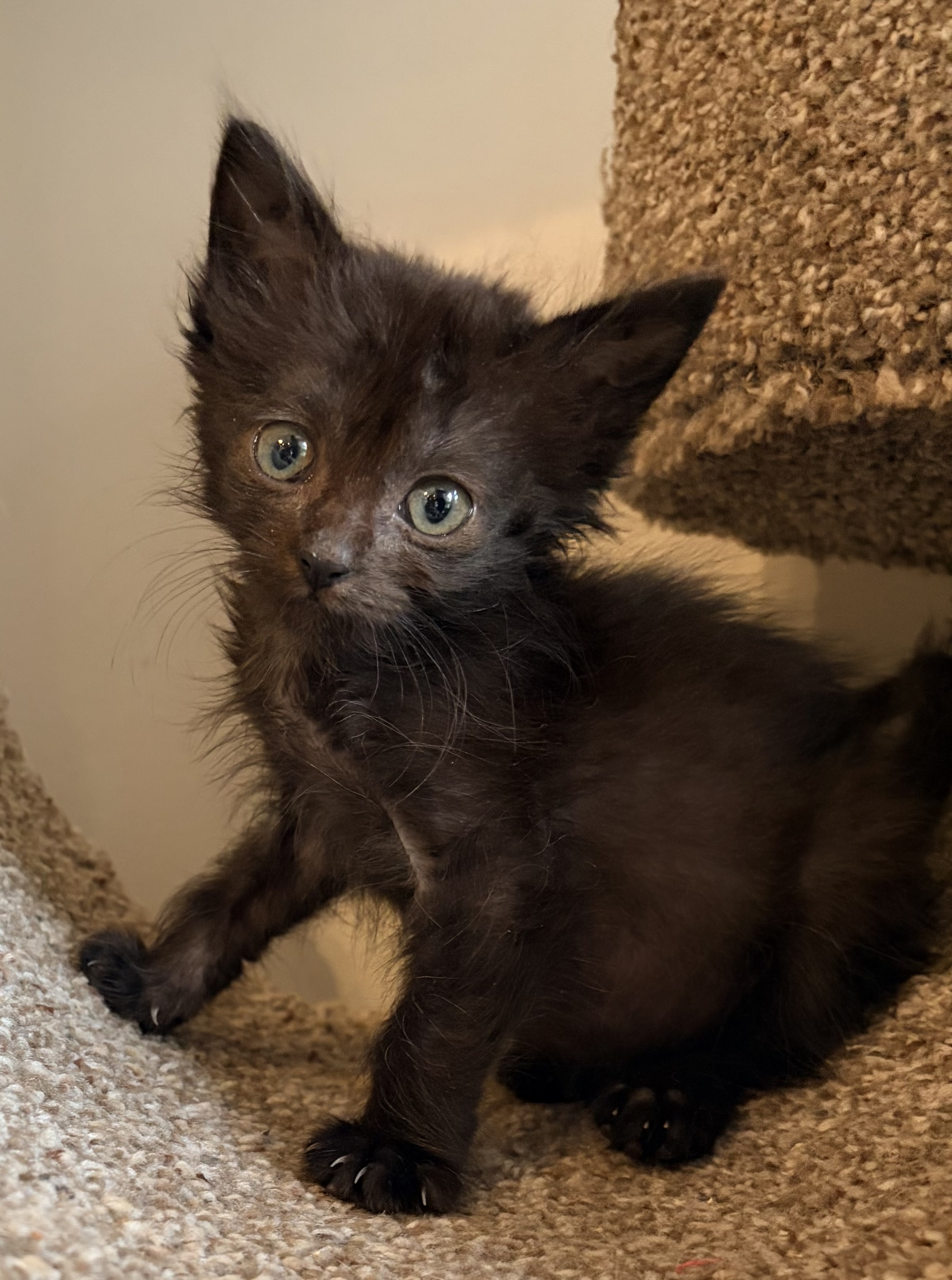 Shelter Stray Female Cat last seen Near N Main St, Bountiful, UT 84010, USA, 1422 E 600 N, Fruit Heights, UT 84037, USA