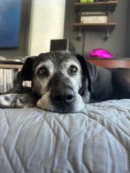 Shelter Stray Female Dog last seen Near S 550 W, Syracuse, UT 84075, USA, 1422 E 600 N, Fruit Heights, UT 84037, USA