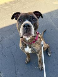 Shelter Stray Male Dog last seen Skyline Dr, Bountiful, UT, USA, 1422 E 600 N, Fruit Heights, UT 84037, USA