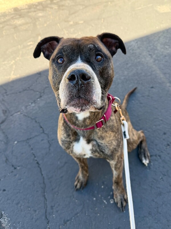 Shelter Stray Male Dog last seen Skyline Dr, Bountiful, UT, USA, 1422 E 600 N, Fruit Heights, UT 84037, USA