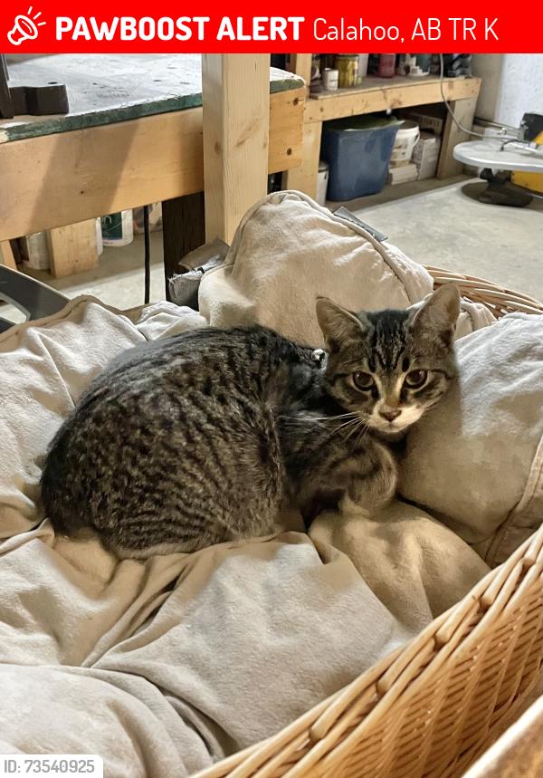 Lost Male Cat last seen twp 544 Hansen ests, Calahoo, AB T8R 0K9