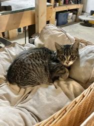 Lost Male Cat last seen twp 544 Hansen ests, Calahoo, AB T8R 0K9