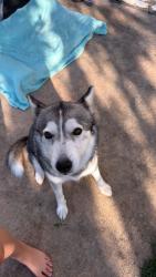 Found/Stray Female Dog last seen Broken Arrow, Tulsa, OK 74134