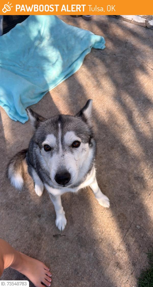 Found/Stray Female Dog last seen Broken Arrow, Tulsa, OK 74134