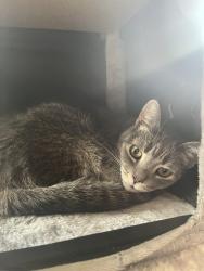 Reunited Female Cat last seen East River Drive and Lebrun, Allouez, WI 54301