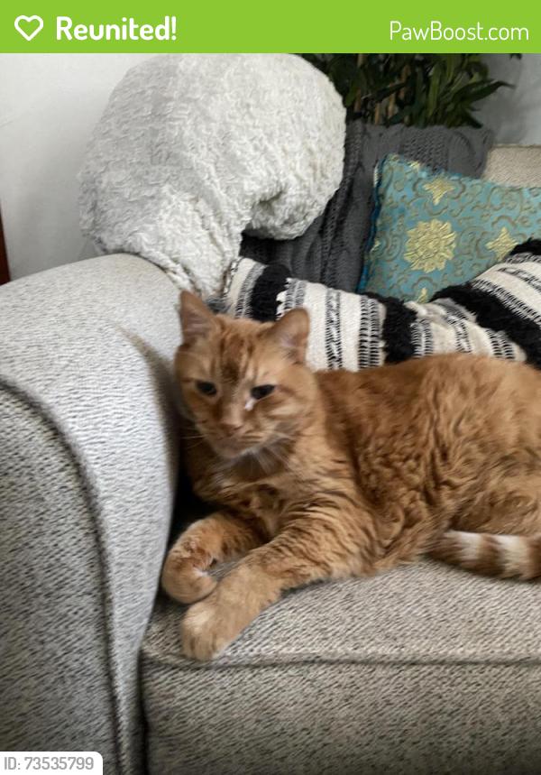 Reunited Male Cat last seen 9th&9th, Salt Lake City, UT 84105