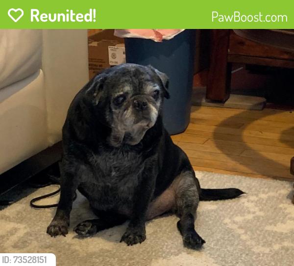Reunited Male Dog last seen Near North 22nd Street, Boise, ID 83702