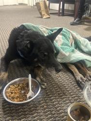 Found/Stray Female Dog last seen Mott street & Wordsworth street, San Fernando, CA 91340