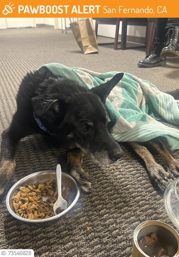 Found/Stray Female Dog last seen Mott street & Wordsworth street, San Fernando, CA 91340