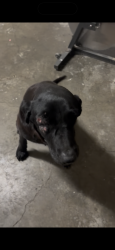 Found/Stray Female Dog last seen Reimche Dr. Antioch, Ca 94509, Antioch, CA 94509