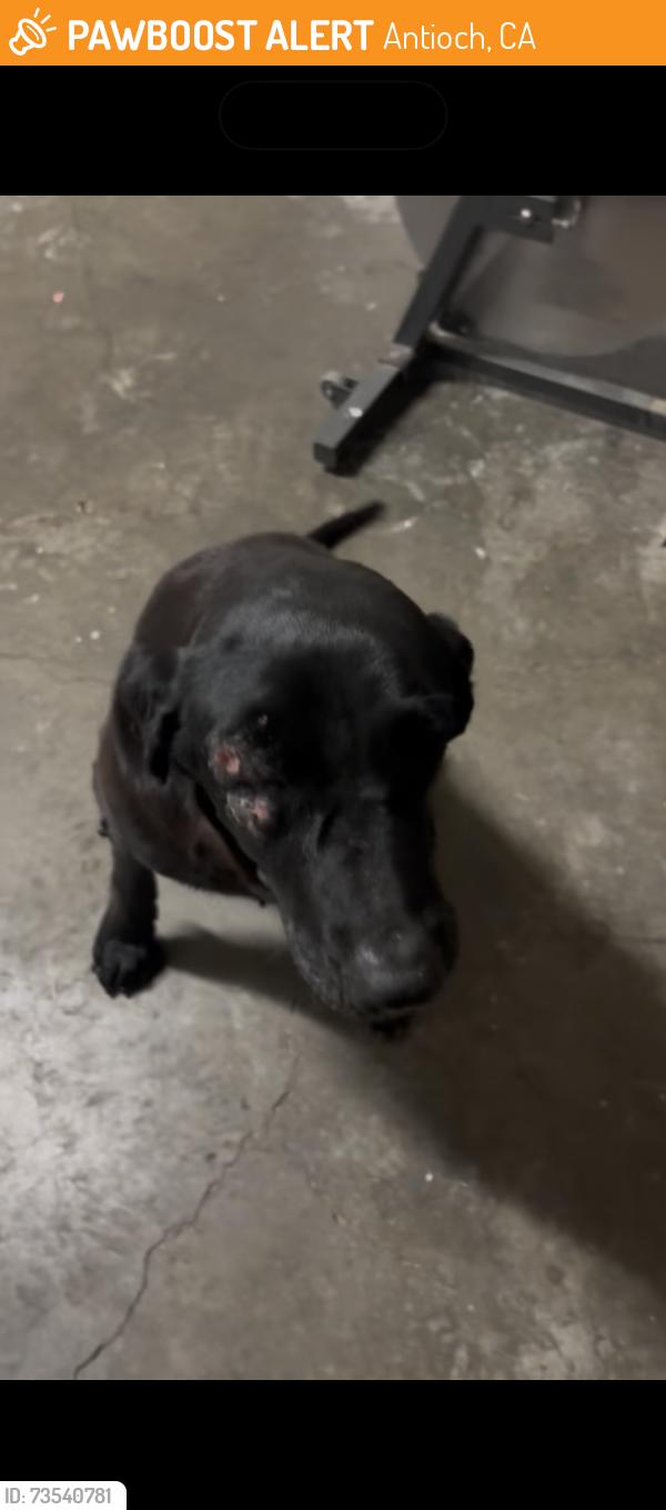 Found/Stray Female Dog last seen Reimche Dr. Antioch, Ca 94509, Antioch, CA 94509